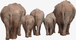 和睦的非洲象家族素材
