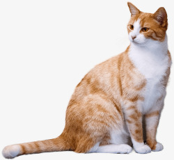 胖胖的橘猫素材