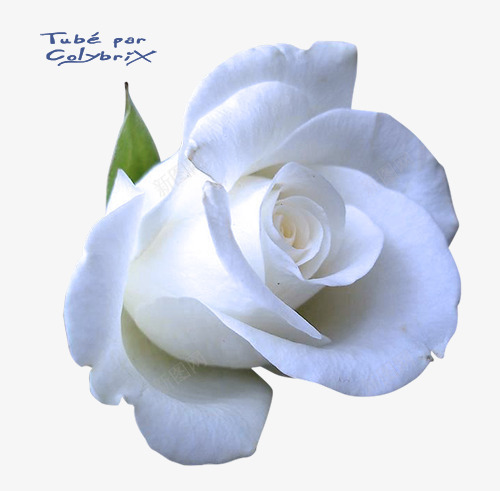白色玫瑰png免抠素材_88icon https://88icon.com 植物 玫瑰花 白色玫瑰 花朵 花朵png免费下载 花草 鲜艳花朵 鲜花