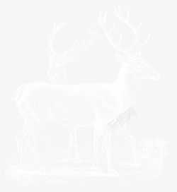 冬天的动物冰雕麋鹿高清图片