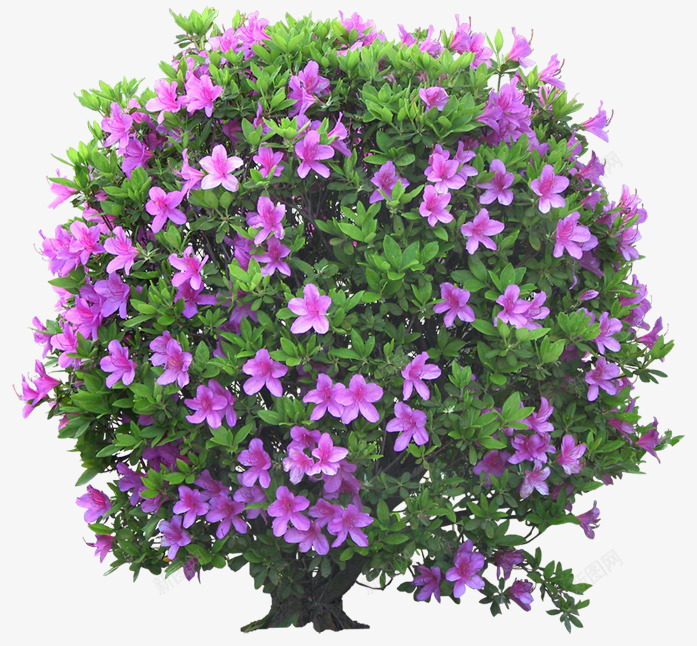 立面杜鹃花绿叶植物png免抠素材_88icon https://88icon.com psd植物立面 杜鹃花 植物 立面 绿叶