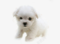 小犬白色金毛高清图片