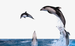 跃出水面的海豚素材