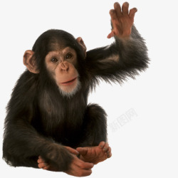 动物实拍一只猩猩高清图片