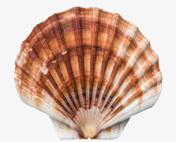 贝壳纹路贝壳高清图片
