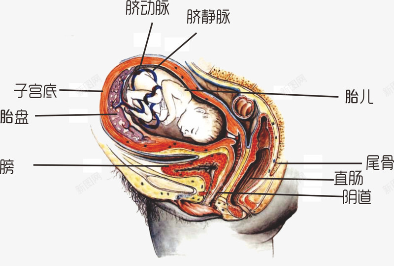 胎儿在母体解剖图png免抠素材_88icon https://88icon.com 产科 发育 婴儿 母体 胎儿