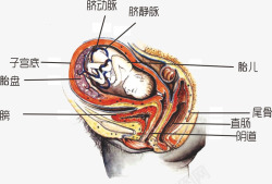 胎儿在母体解剖图素材