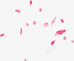 海报漂浮玫瑰花瓣牡丹花瓣漂浮高清图片