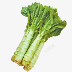 蔬菜莴笋莴苣高清图片