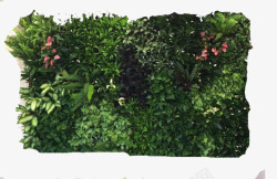 绿植墙促进植物墙生态系统高清图片