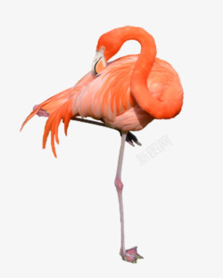 橘粉色清理羽毛的火烈鸟高清图片