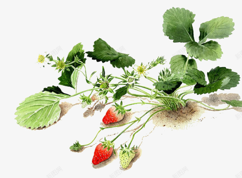 土地上的草莓png免抠素材_88icon https://88icon.com 手绘 水果 红草帽 绿叶 草莓 青草莓 食物