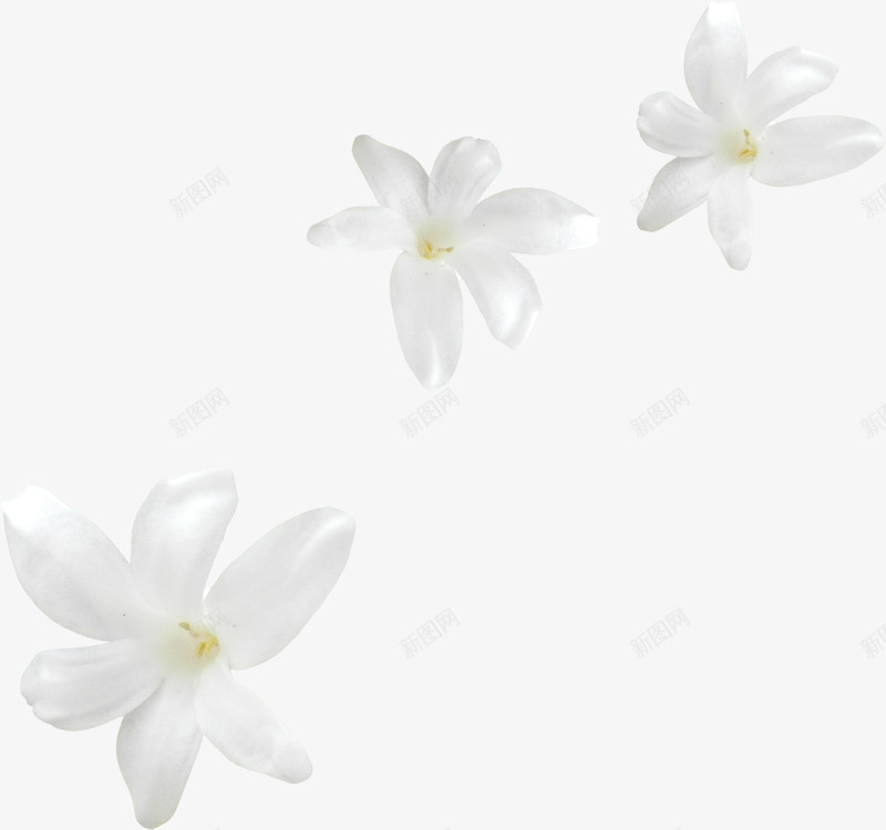 花卉png免抠素材_88icon https://88icon.com 漂浮物 白花 花卉 花朵 鲜花
