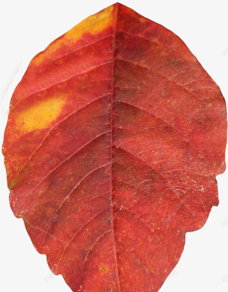 红色叶片psd免抠素材_88icon https://88icon.com 叶片 秋季 红色