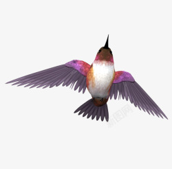 紫蓝翡翠鸟翠鸟高清图片