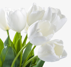 白色百合花植物卡通花朵素材