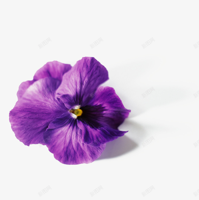 一朵三色堇png免抠素材_88icon https://88icon.com 三色堇 紫色花朵 花中提琴 鲜花