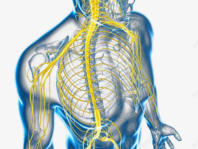 中枢神经系统脊神经png免抠素材_88icon https://88icon.com 人体组织 神经 神经元 神经系统 神经结构 脊神经