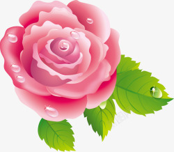 含水珠的玫瑰花唯美粉色玫瑰花高清图片
