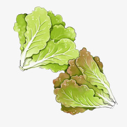 绿色生菜手绘绿色生菜蔬菜高清图片