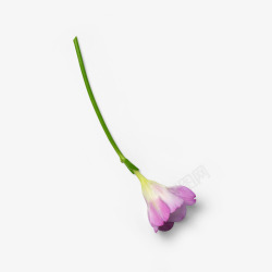 小紫花一枝花自然植物枝叶花瓣高清图片