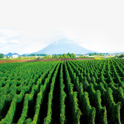 江边农田风景山药农田高清图片