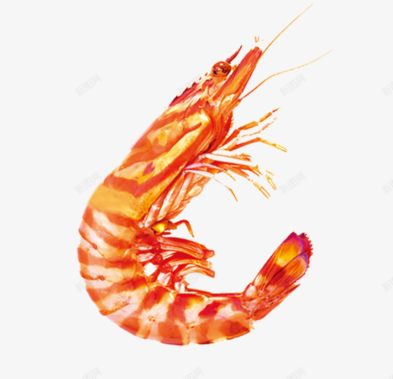海虾psd免抠素材_88icon https://88icon.com 海鲜水产 红虾 营养 鲜虾