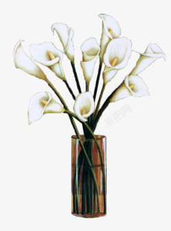 玻璃花瓶中的白色海芋花素材