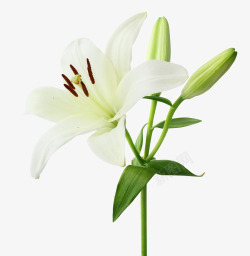 六片花瓣白色纯洁百合花高清图片