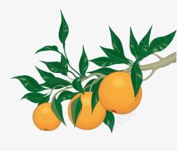 黄色的橘子黄色橘子高清图片