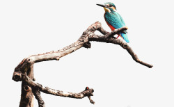 蓝鸟停在树枝上素材