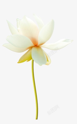 莲花图案白色荷花装饰图案高清图片