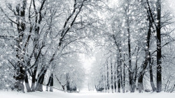 冬日唯美大树美景素材