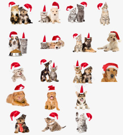 圣诞节宠物圣诞帽宠物狗狗猫猫高清图片