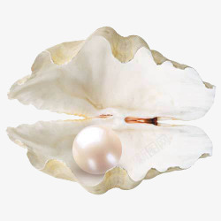 珍珠贝创意手绘合成珍珠贝壳高清图片