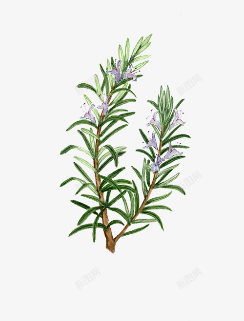 植物迷迭香png免抠素材_88icon https://88icon.com 叶子 紫色小花 花卉 迷迭香