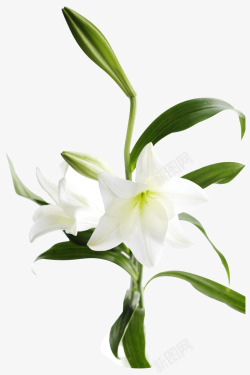 绿色枝干白色花朵素材