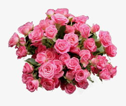 茂盛粉红色玫瑰高清图片