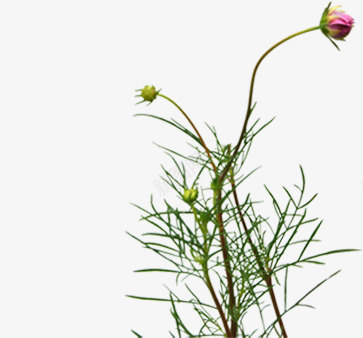 粉色春季清新文艺花苞植物png免抠素材_88icon https://88icon.com 文艺 春季 植物 清新 粉色 花苞