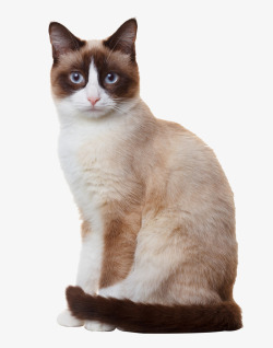 坐立坐着的暹罗猫高清图片