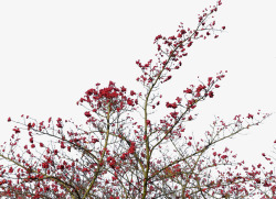 红果山楂树素材