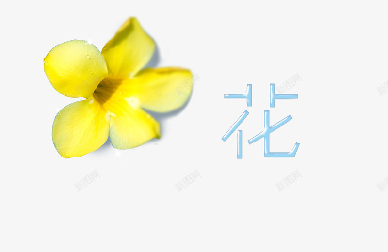 唯美鸡蛋花png免抠素材_88icon https://88icon.com 文艺 清新 花字体设计 鸡蛋花