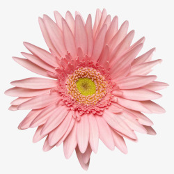 一朵粉色的大丽花素材