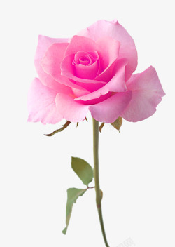 粉色玫瑰花浪漫装饰图案素材