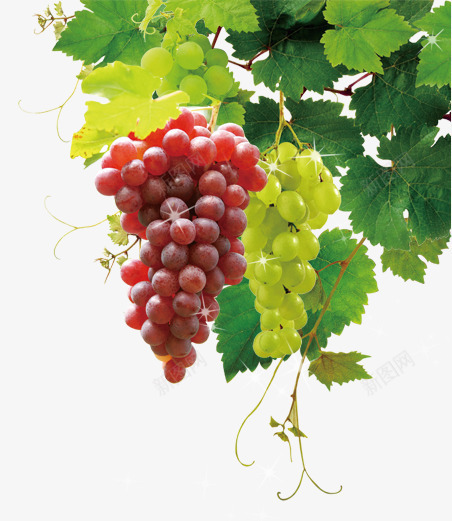 葡萄藤png免抠素材_88icon https://88icon.com 吐鲁番 摘葡萄 新鲜葡萄 有机葡萄 生态葡萄 紫葡萄 绿葡萄 葡萄 葡萄上市 葡萄农业 葡萄园 葡萄庄园 葡萄批发 葡萄红酒 葡萄节 葡萄节开幕 葡萄藤 葡萄采摘 葡萄采摘园 葡萄采摘节 藤 采摘葡萄