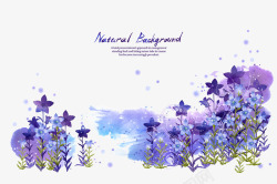 姘村瑁呴鐢紫色的花高清图片