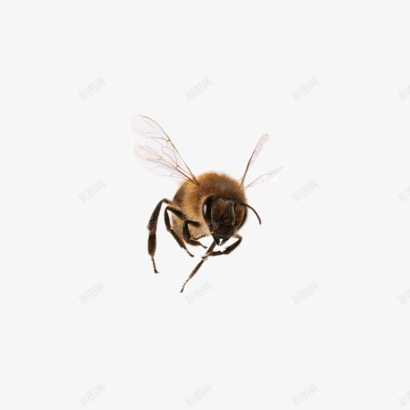 棕色马蜂png免抠素材_88icon https://88icon.com 棕色的 翅膀 蜂类 蜂鸣 蜇人的蜂 蜜蜂 透明翅膀 飞舞的蜜蜂 飞舞的马蜂 马蜂