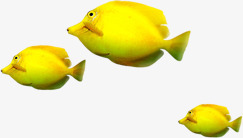 黄色三条鱼夏季遨游素材