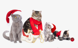 圣诞节宠物圣诞猫咪高清图片