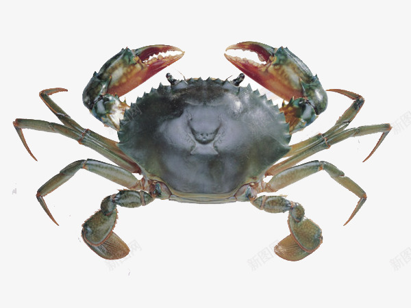 螃蟹大闸蟹png免抠素材_88icon https://88icon.com 大闸蟹 海产品 海鲜 螃蟹